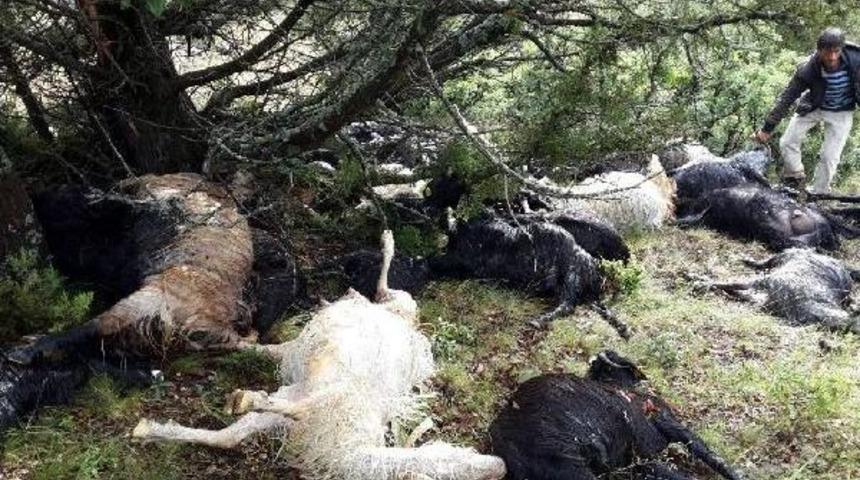 S&uuml;r&uuml;ye Yıldırım D&uuml;şt&uuml;, 38 Ke&ccedil;i Telef Oldu