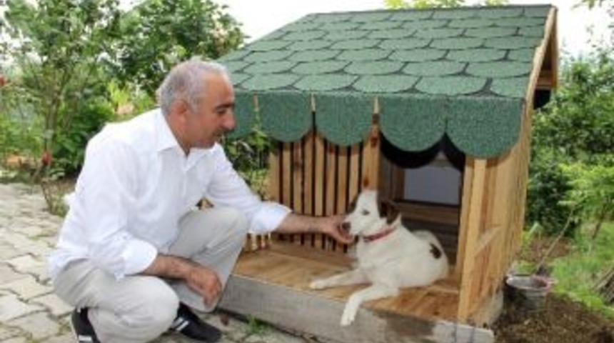 Polis Memuru Yaralı Sokak K&ouml;peği İ&ccedil;in Kul&uuml;be Yaptı