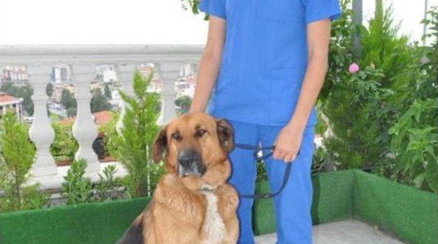 'kurt Efe' Iyileşiyor, Vuran Polise &Ccedil;ifte Soruşturma