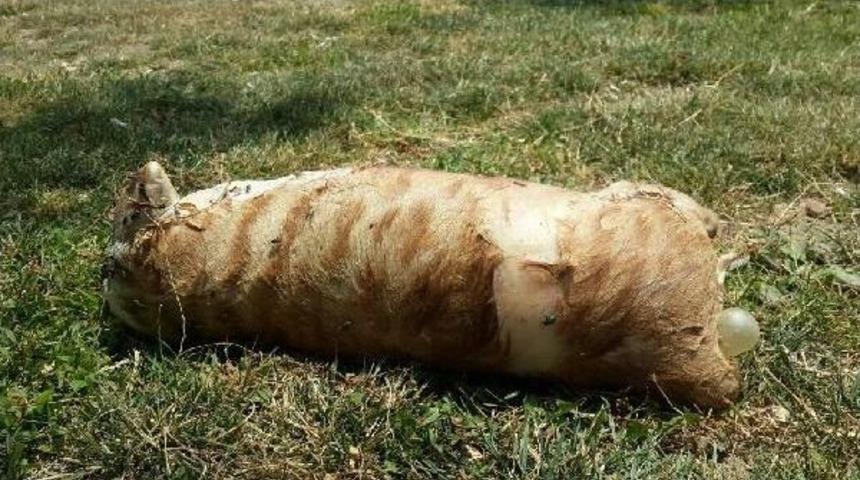 Kedinin Başını Koparıp, Patilerini Kesip, Derisini Y&uuml;zd&uuml;ler