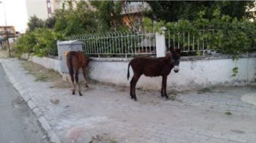 Sahipsiz Tay Ve Sıpa Sokakları Mesken Tuttu