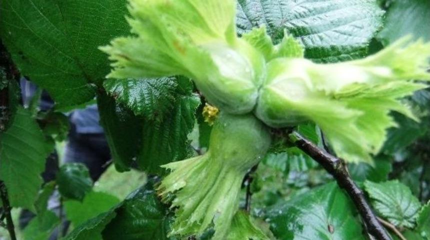 Samsun&rsquo;un 2015 Yılı Fındık Rekolte Tahmini 100 Bin Ton