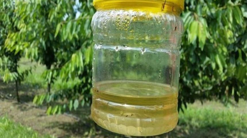 Kiraz Bah&ccedil;elerinde S&uuml;rvey &Ccedil;alışması