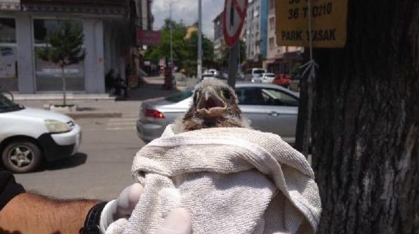 Yavru Kerkenezin U&ccedil;ma Denemesi