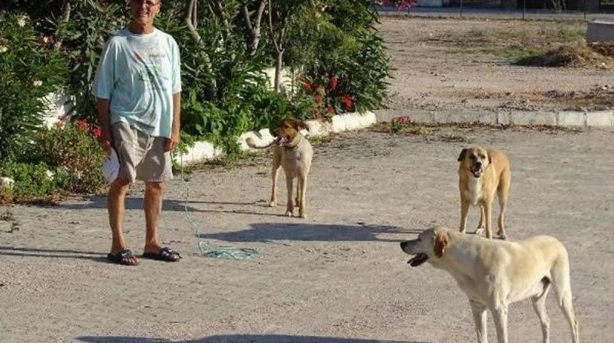 Turizm Cennetinin Sokak K&ouml;pekleri Sorunu