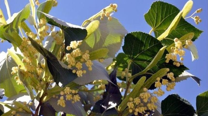 Isparta’da Ihlamur Ağaçları Çiçek Açtı