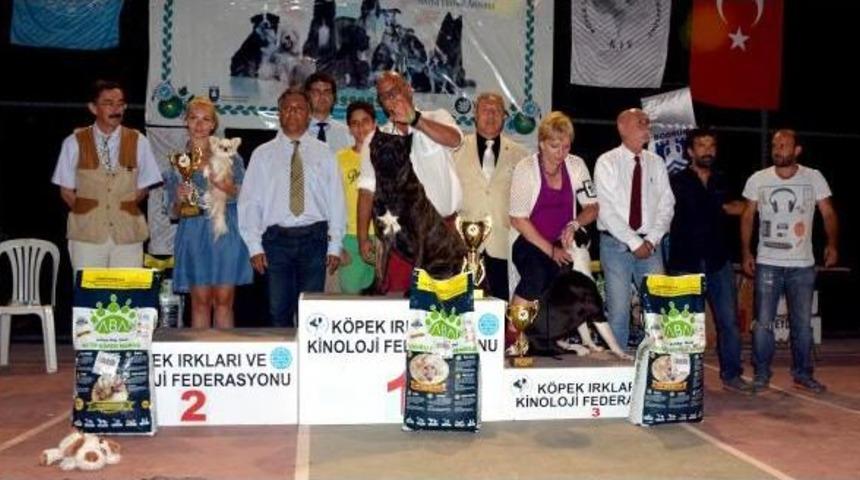 Bodrum'da K&ouml;pek G&uuml;zelleri
