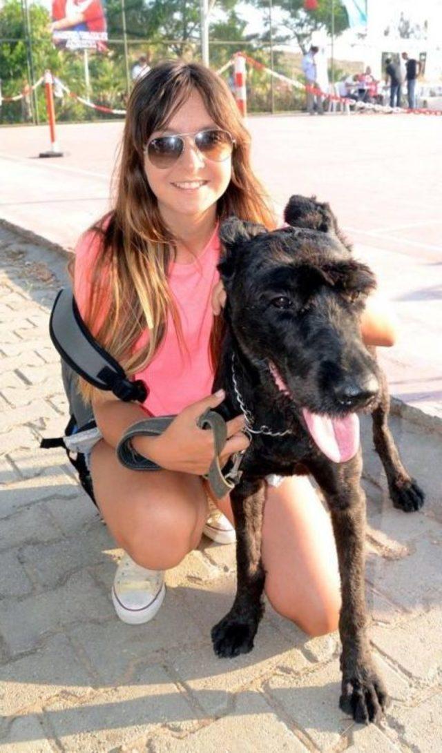 Bodrum'da Köpek Güzelleri