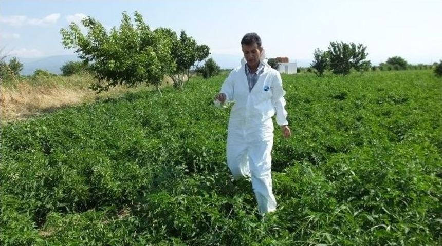 Domateslerde Mildiy&ouml; Hastalığı Alarmı