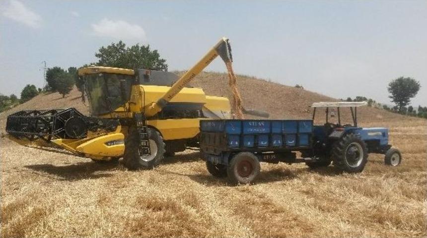 Sincik&rsquo;te Hububat Hasadı Başladı