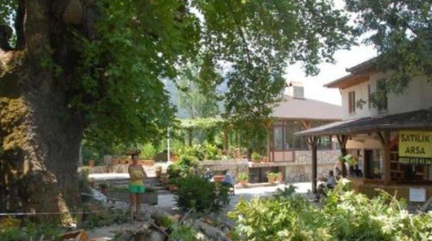 &Ccedil;&uuml;r&uuml;y&uuml;p Kırılan Dalı 2 Kişiyi Yaralayan Dev &Ccedil;ınarda Inceleme