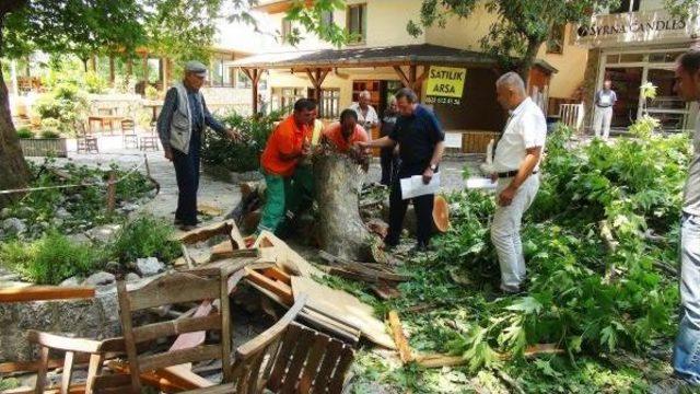 Çürüyüp Kırılan Dalı 2 Kişiyi Yaralayan Dev Çınarda Inceleme