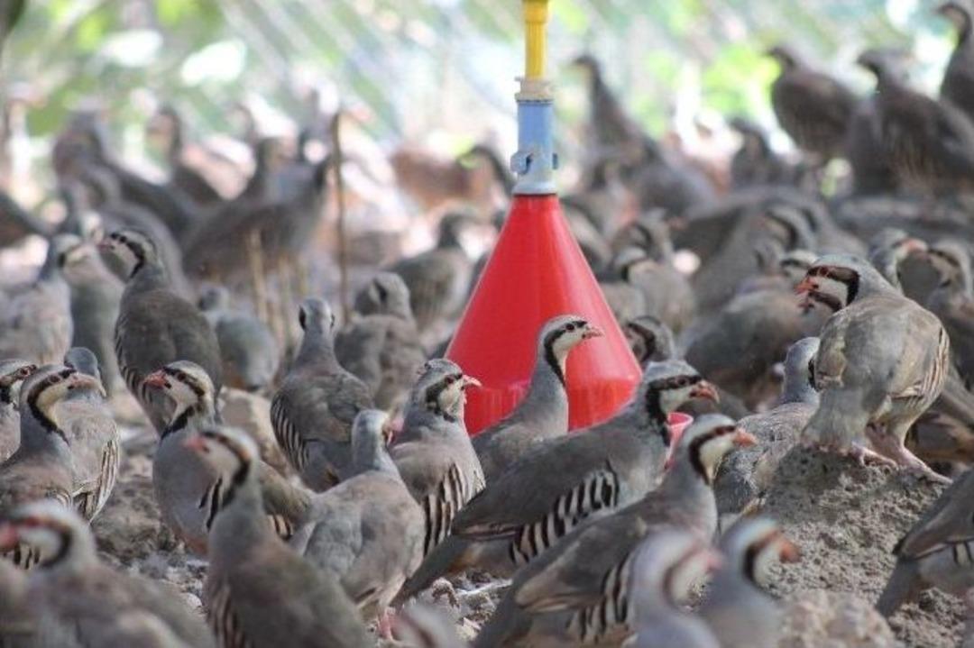 Keklik &Uuml;retiminde Rekora Koşuyor