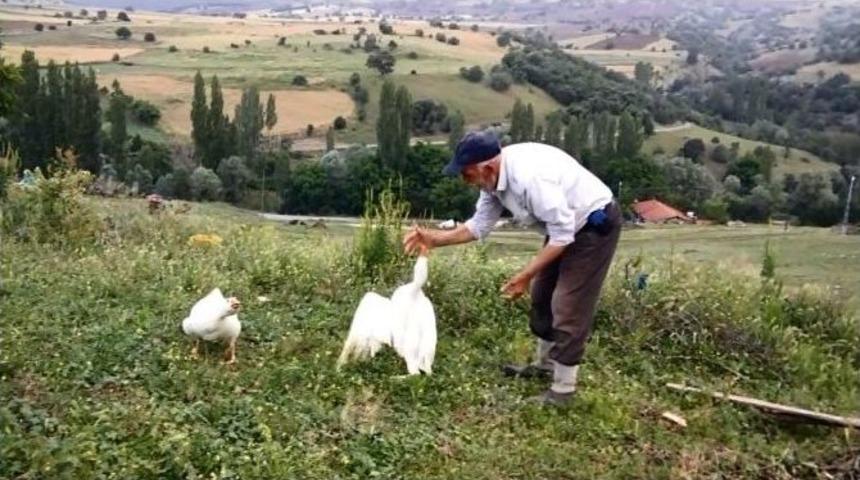 Erzurum&rsquo;da Yaşlı Adamın Kazla Oyunu İlgin&ccedil; G&ouml;r&uuml;nt&uuml; Oluşturdu