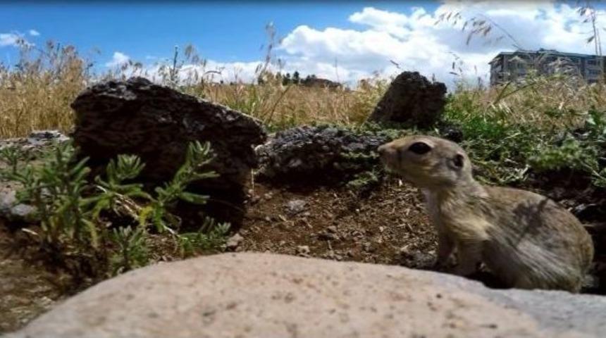 Erzurum&rsquo;da Gelinciklerin Kamera Şaşkınlığı