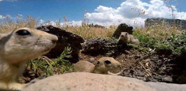 Erzurum’da Gelinciklerin Kamera Şaşkınlığı