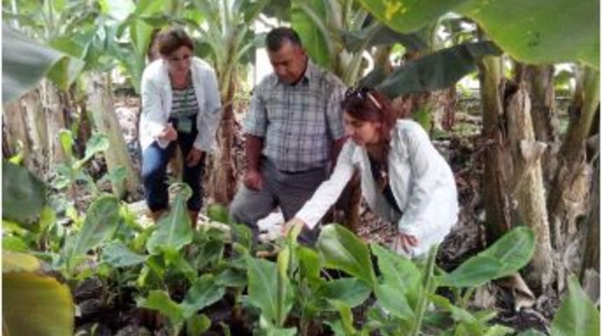 "ezo" Sertifikalı Muz Fideleri Geliyor