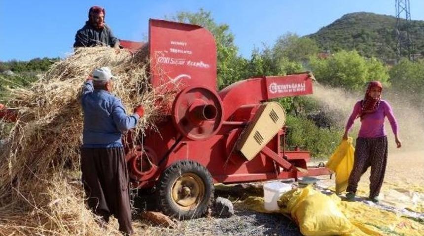 Alanyalı Üretici Arpa Ve Buğdaydan Vazgeçti