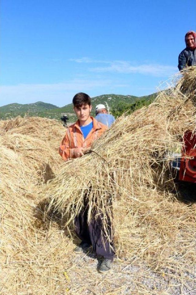 Alanyalı Üretici Arpa Ve Buğdaydan Vazgeçti