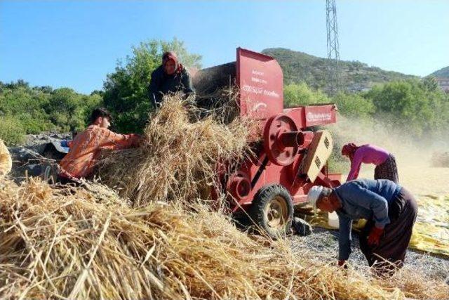 Alanyalı Üretici Arpa Ve Buğdaydan Vazgeçti