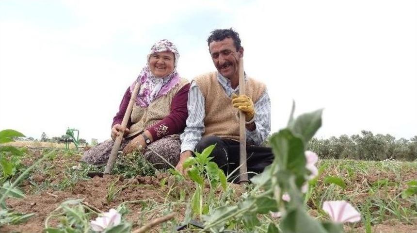 Tarlada İkinci Hayat