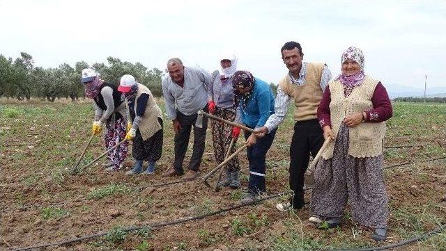 Tarlada İkinci Hayat