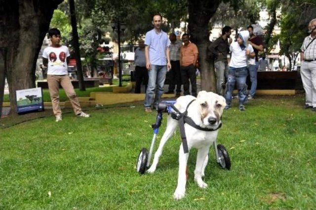 Sakat Sokak Köpeği Için Yurtdışından Yürüteç Getirtti