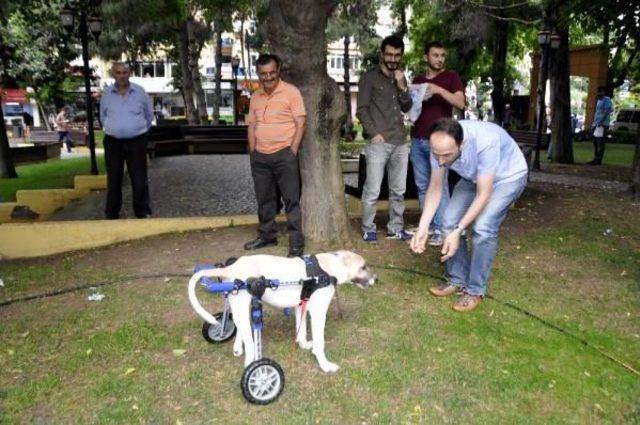 Sakat Sokak Köpeği Için Yurtdışından Yürüteç Getirtti