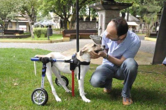 Sakat Sokak Köpeği Için Yurtdışından Yürüteç Getirtti