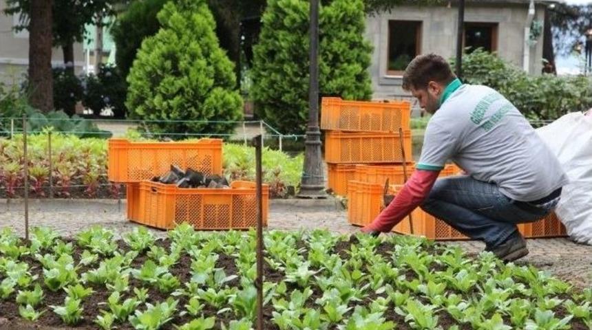 Giresun&rsquo;da Tarihi Taşbaşı Parkı &Ccedil;i&ccedil;eklendirdi