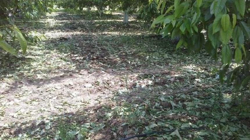 Eskişehir'de 166 Bin Dekar Tarım Arazisinde Don Ve Yağış Zararı