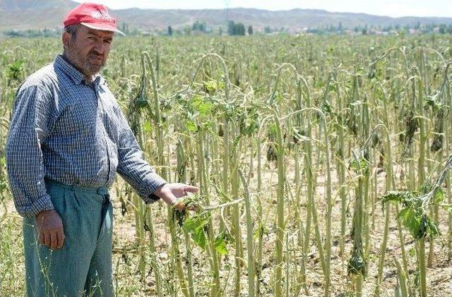 Aksaray’da Sel Ve Dolu Tarım Arazilerini Vurdu