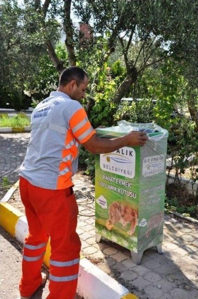 Bayat Ekmekler Sokak Hayvanlarına Yemek Olacak