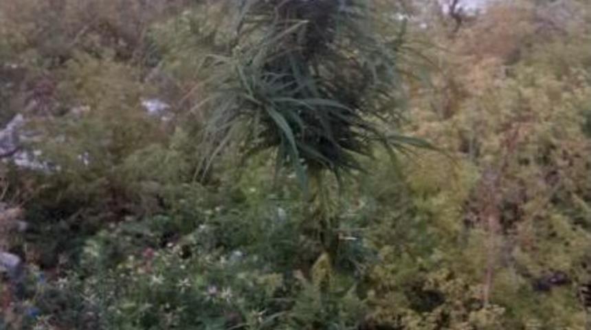 Kırklareli&rsquo;Nde Kenevir Operasyonu