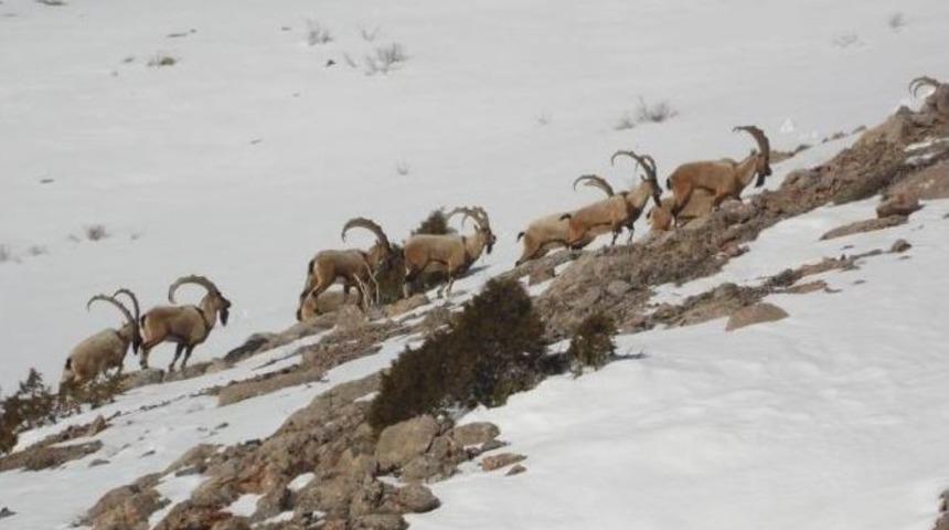 Niğde&rsquo;de 12 Yaban Ke&ccedil;isi Av Turizmi İ&ccedil;in İhale Edildi