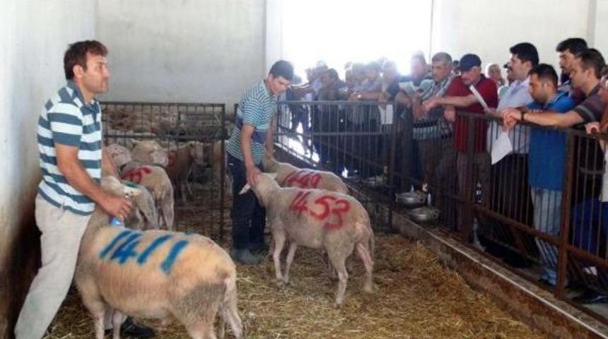 &Uuml;niversiteden A&ccedil;ık Artırmayla Hayvan