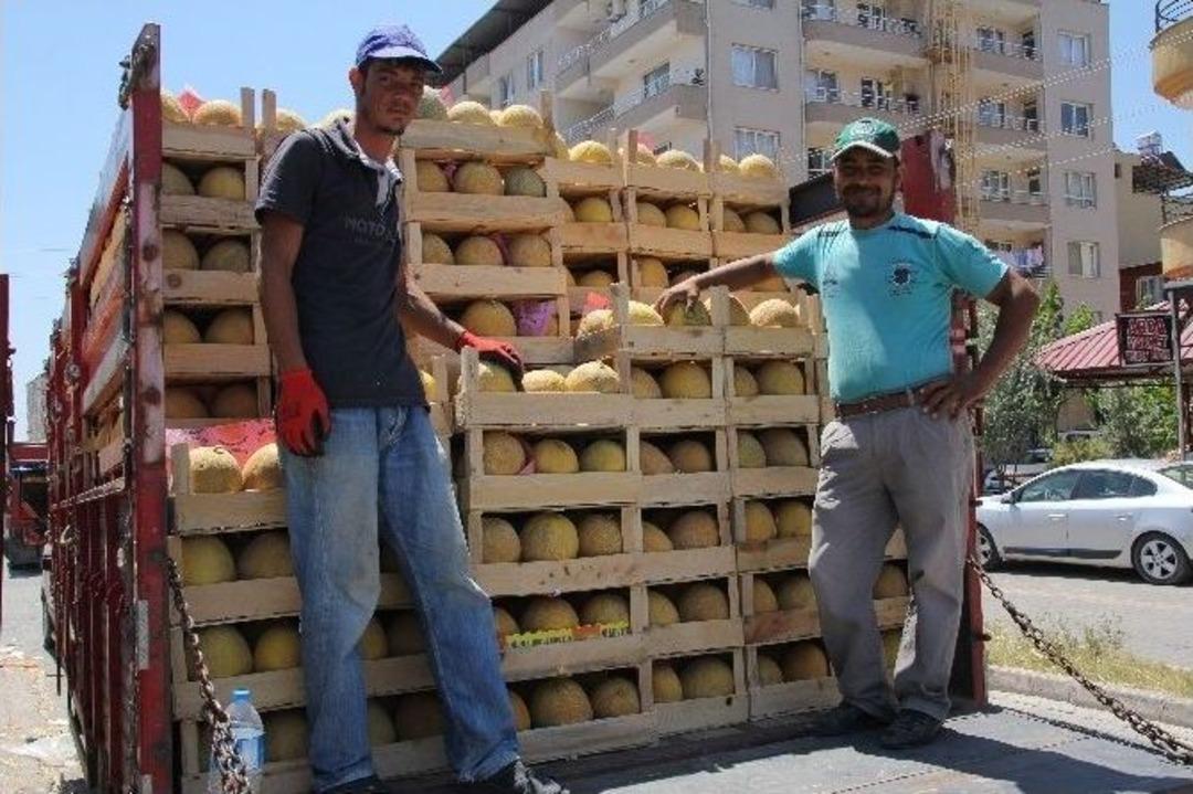 Yağışlar Kırıkhan Kavununda Hasadı Geciktirdi