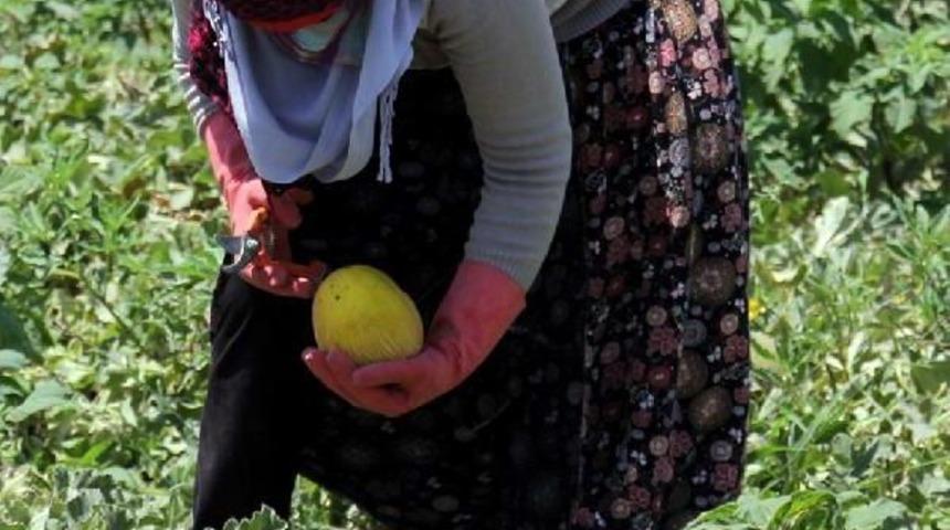 Kırıkhan'da Kavun Hasadı Ge&ccedil; Başladı, &Uuml;retici Umduğunu Bulamadı