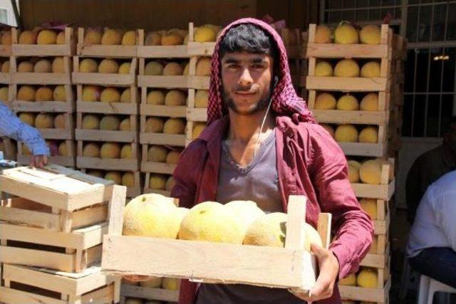 Kırıkhan'da Kavun Hasadı Geç Başladı, Üretici Umduğunu Bulamadı