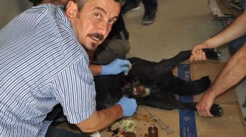 Yarılı Olan K&ouml;peği Veteriner Hekim Kurtardı
