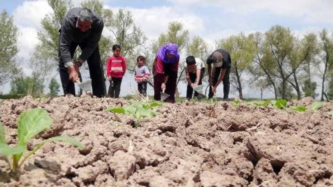 (&ouml;zel Haber) Şanlıurfalı İş&ccedil;iler &Ccedil;oluk &Ccedil;ocuk Tarlada