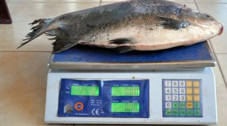 İznik G&ouml;l&uuml;&rsquo;nde Balık&ccedil;ı Ağına Pirana Takıldı