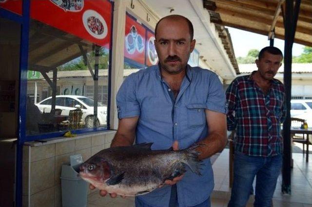 İznik Gölü’nde Balıkçı Ağına Pirana Takıldı