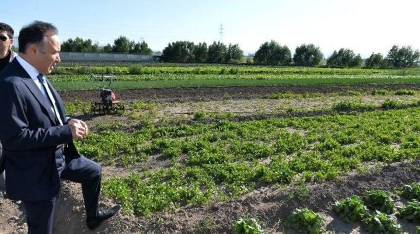 Vali Altıparmak, Seraları Gezdi