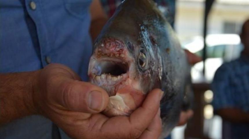 İznik G&ouml;l&uuml;&rsquo;Nde 2.5 Kilo Ağırlığında Pirana Avlandı