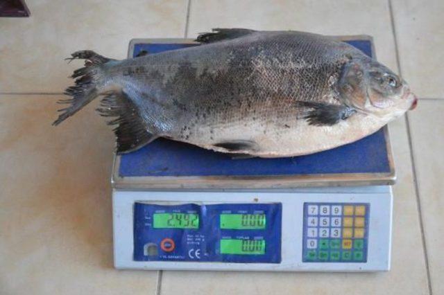 İznik Gölü’Nde 2.5 Kilo Ağırlığında Pirana Avlandı