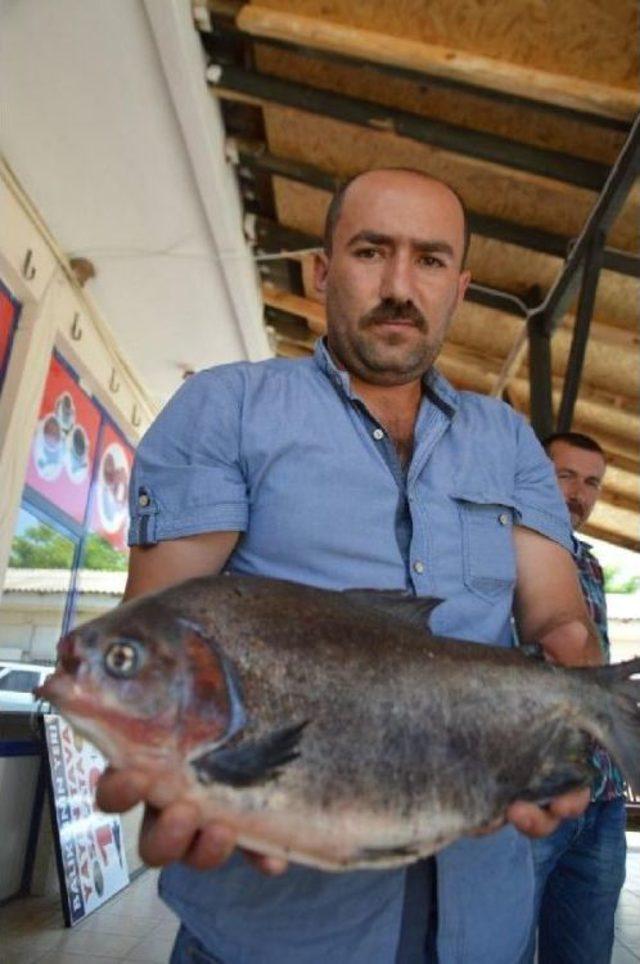 İznik Gölü’Nde 2.5 Kilo Ağırlığında Pirana Avlandı