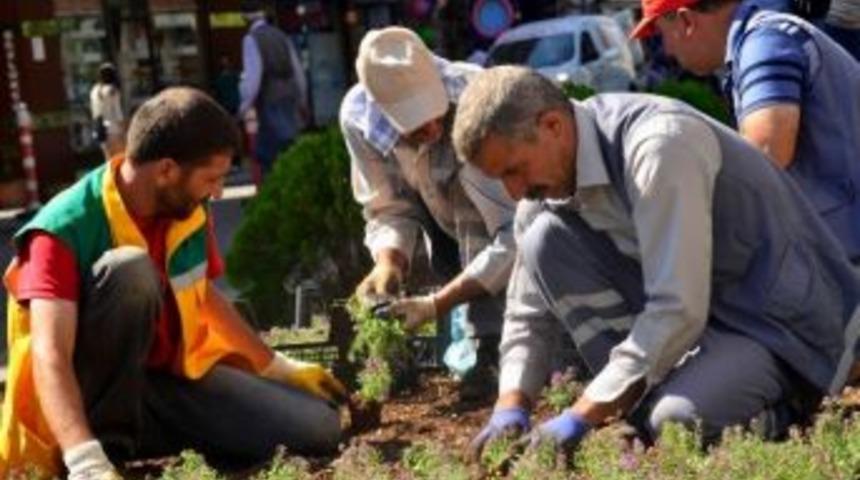 Diyarbakır&rsquo;da 6 Ayda 600 Bin Mevsimlik &Ccedil;i&ccedil;ek Ekildi