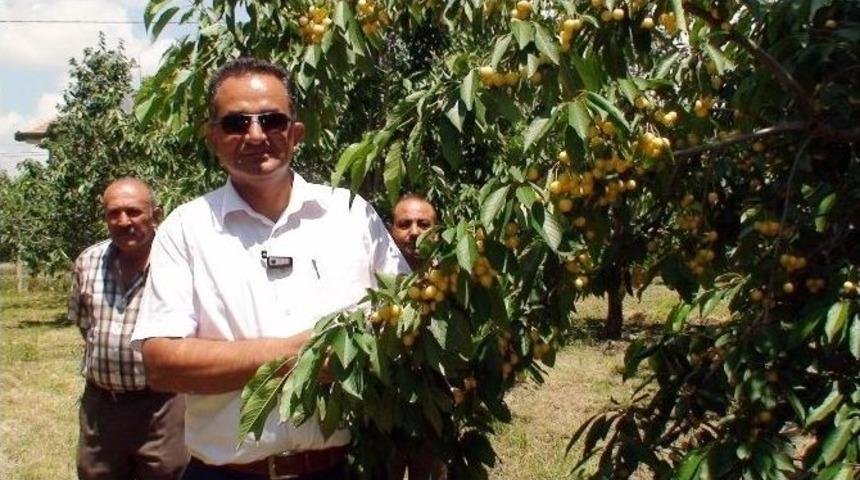 Beyaz Kiraz &Uuml;reticisi D&uuml;ş&uuml;k Fiyattan Rahatsız