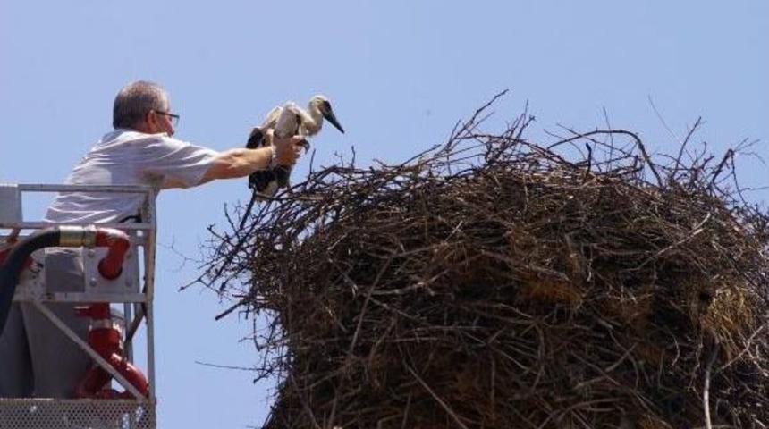 Sındırgı'da Yıkımı Geciktiren Leylek Yavrularına Halka Takıldı